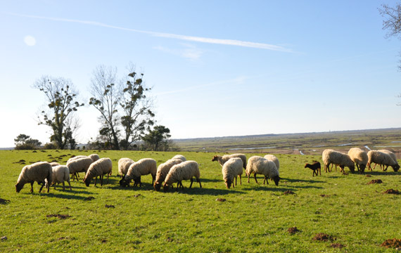 Gite charente maritime Zone Natura 2000