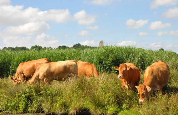 Tourisme sportif en Charente-Maritime : vache maraîchine