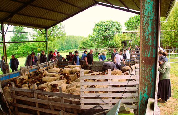 pastoralisme